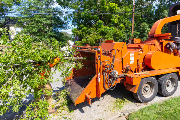 Tree Health Inspection in Denham Springs, LA